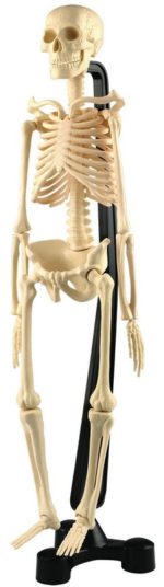Mini Skeleton 46cm