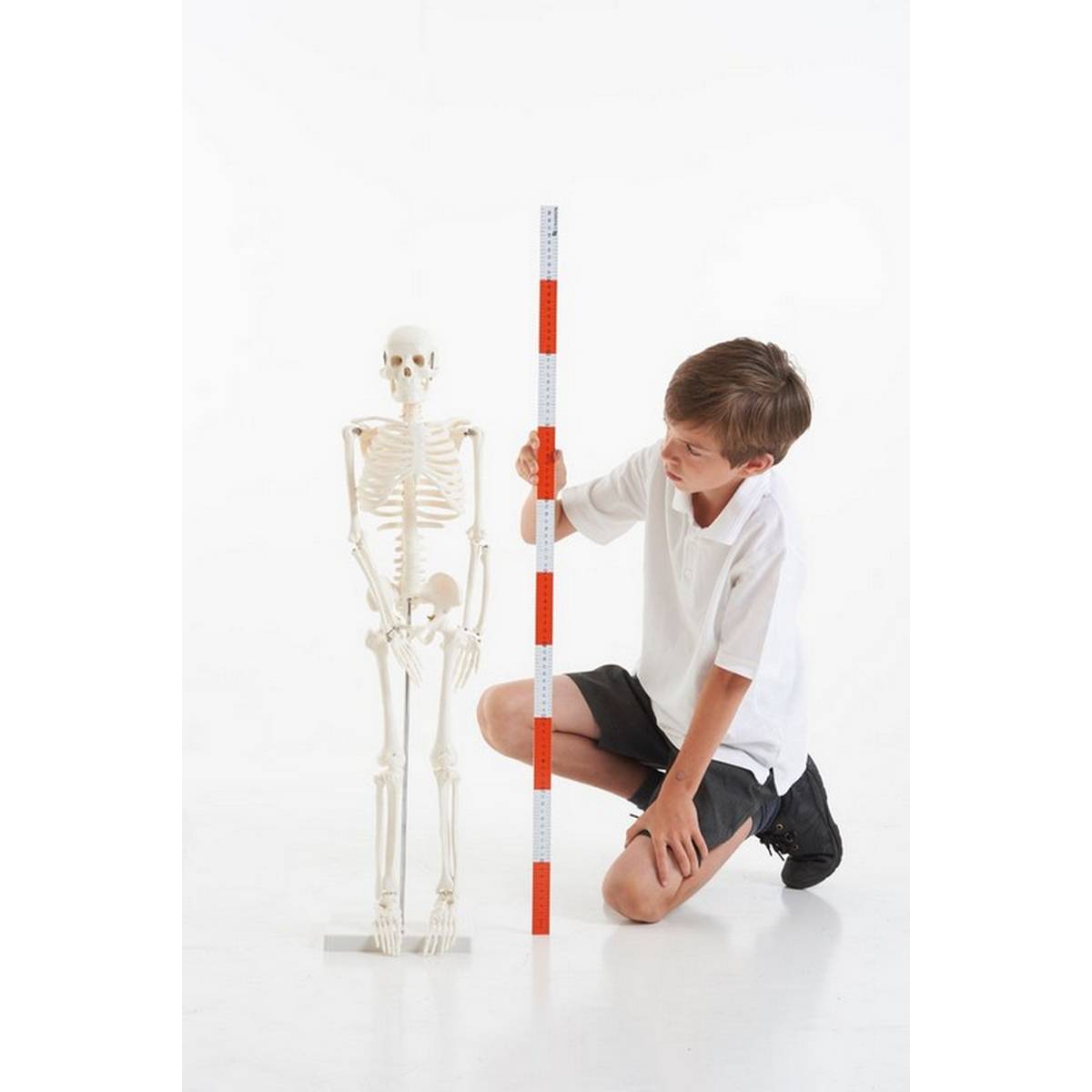 Half-Scale Skeleton