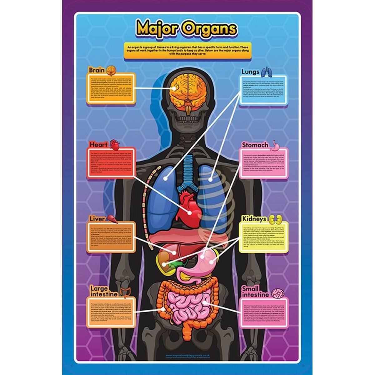 Major Organs