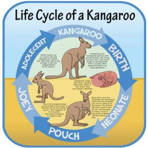 Life Cycles Kangaroo