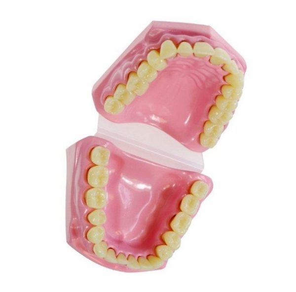 Anatomical Teeth / Dental Set