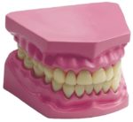 Anatomical Teeth / Dental Set