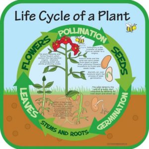 Life Cycles Plant
