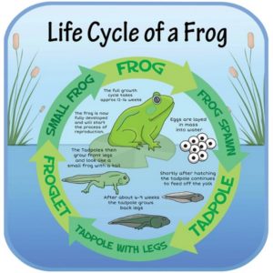 Life Cycles Frog