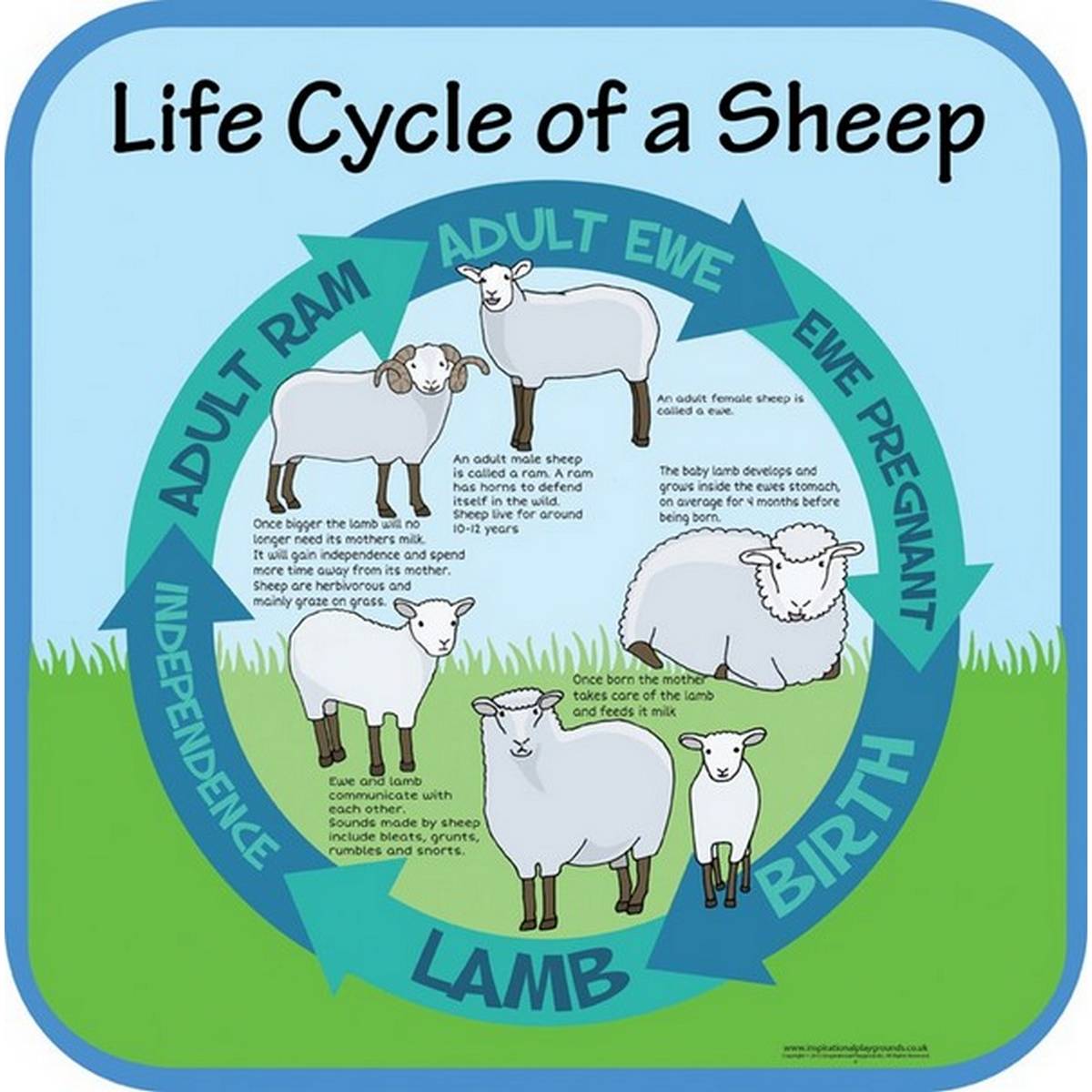 Life Cycles Sheep