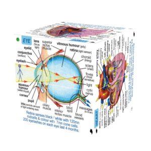 Human Body Systems and Statistics Cubebook