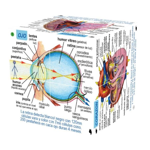 Spanish Human Body Systems and Statistics Cube Book