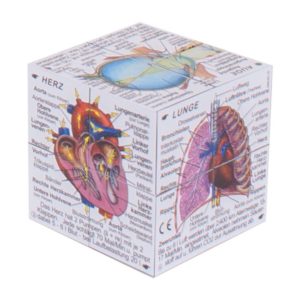 German Human Body Systems and Statistics Cube Book