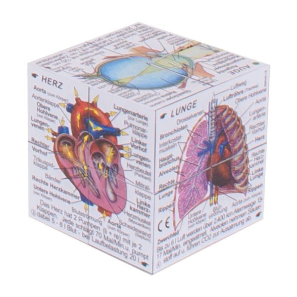 German Human Body Systems and Statistics Cube Book