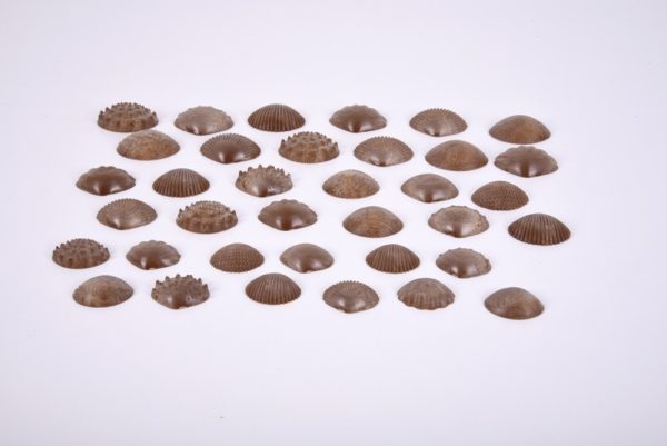 Eco Friendly Tactile Shells Pack of 36