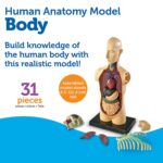 Learning Resources LER3336 Anatomy Model Human Body